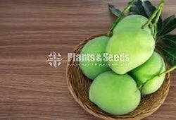 Mango Plants