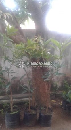 Mango Plants