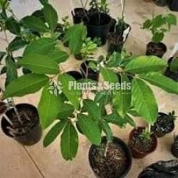 Rabutan Plants