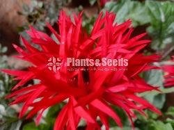 Jerbera