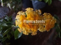 Colorful Lantana 