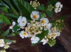 Colorful Lantana 