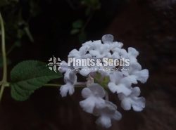 Colorful Lantana 
