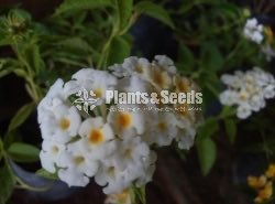 Colorful Lantana 