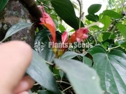 lipstick& Anaconda plants