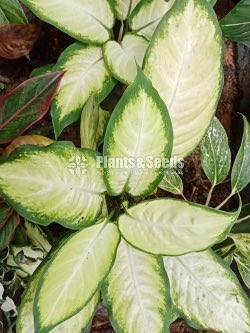 Aglaonema Outdoor Plants