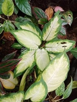Aglaonema Outdoor Plants