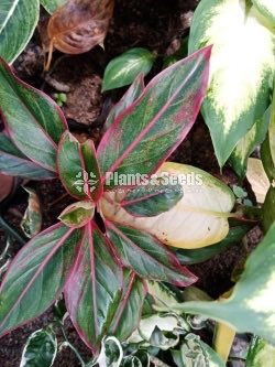 Aglaonema Outdoor Plants