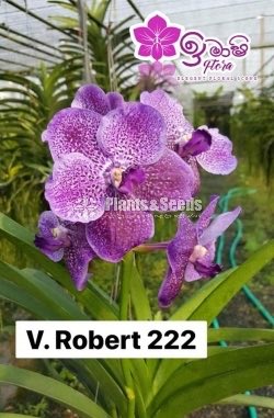 Vanda-1350