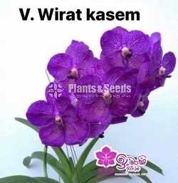 Vanda-1350