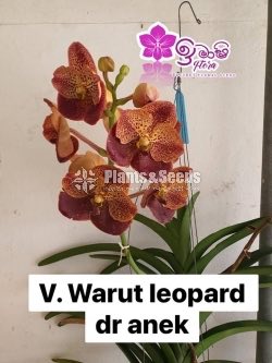 Vanda-1350