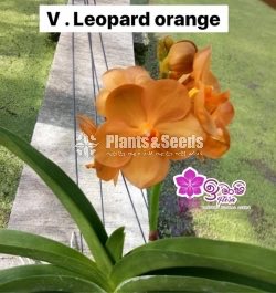 Vanda-1350