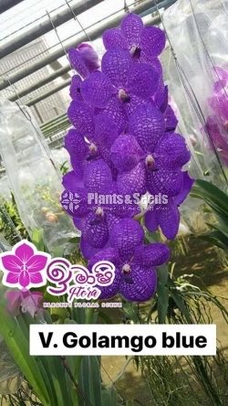 Vanda-425