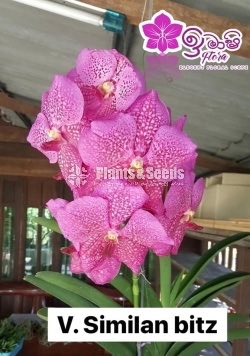 Vanda-425