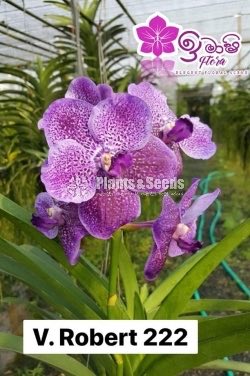 Vanda-425