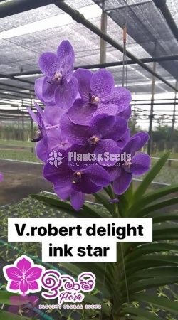 Vanda-425