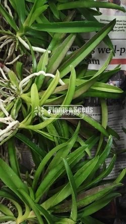 Vanda-425