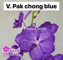 Vanda-425