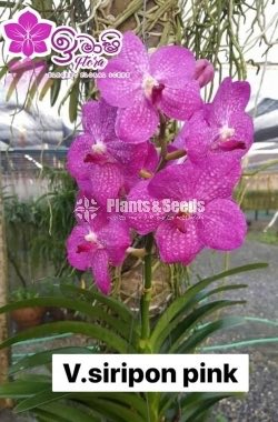 Vanda-1350