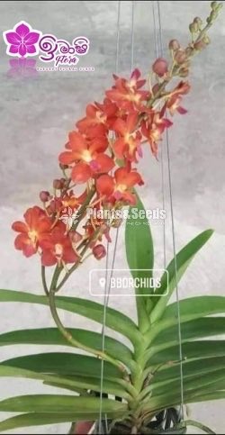 Vanda-1350