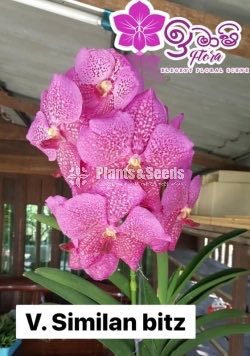 Vanda-1350