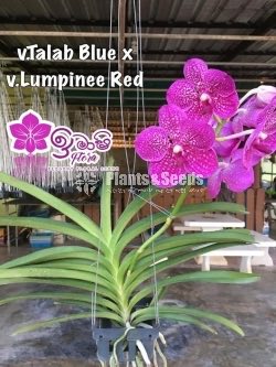 Vanda-1350