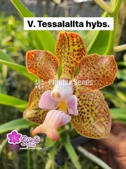 Vanda-1350