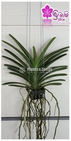Vanda-1350