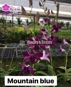 Dendrobium Orchid-190
