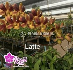 Dendrobium Orchid-190