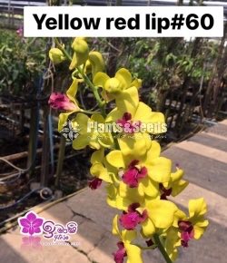 Dendrobium Orchid-190