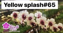 Dendrobium Orchid-190