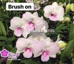 Dendrobium Orchid-190