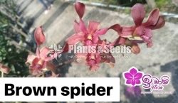 Dendrobium Orchid-190