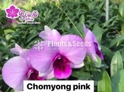 Dendrobium Orchid-190