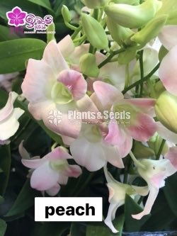 Dendrobium Orchid-190