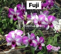 Dendrobium Orchid-190