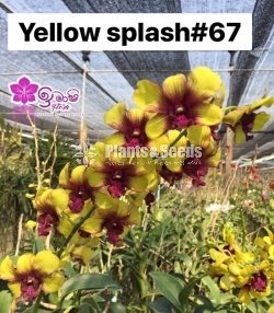 Dendrobium Orchid-190