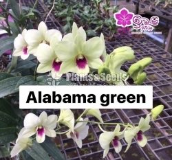 Dendrobium Orchid-190