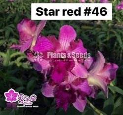 Dendrobium Orchid-190
