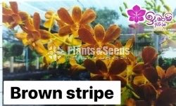 Dendrobium Orchid-190