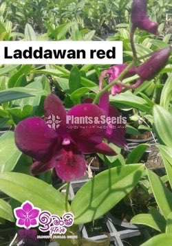 Dendrobium Orchid-190