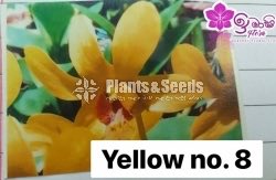 Dendrobium Orchid-190