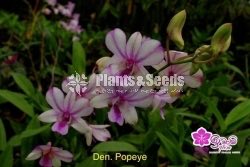 Dendrobium Orchid-190