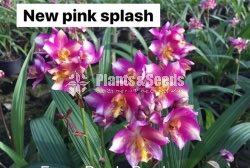Ground Orchids-1350