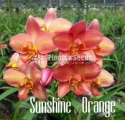 Ground Orchids-1350