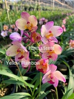 Ground Orchids-1350