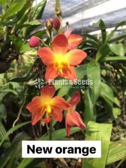 Ground Orchids-1350
