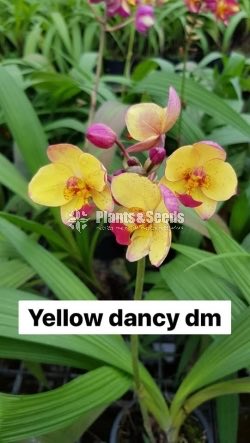 Ground Orchids-1350