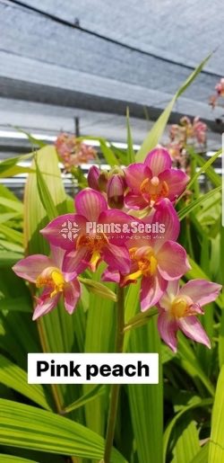Ground Orchids-1350